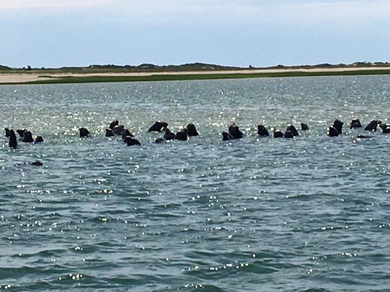 provincetown seals long point